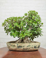 Ficus Microcarpa Bonsai