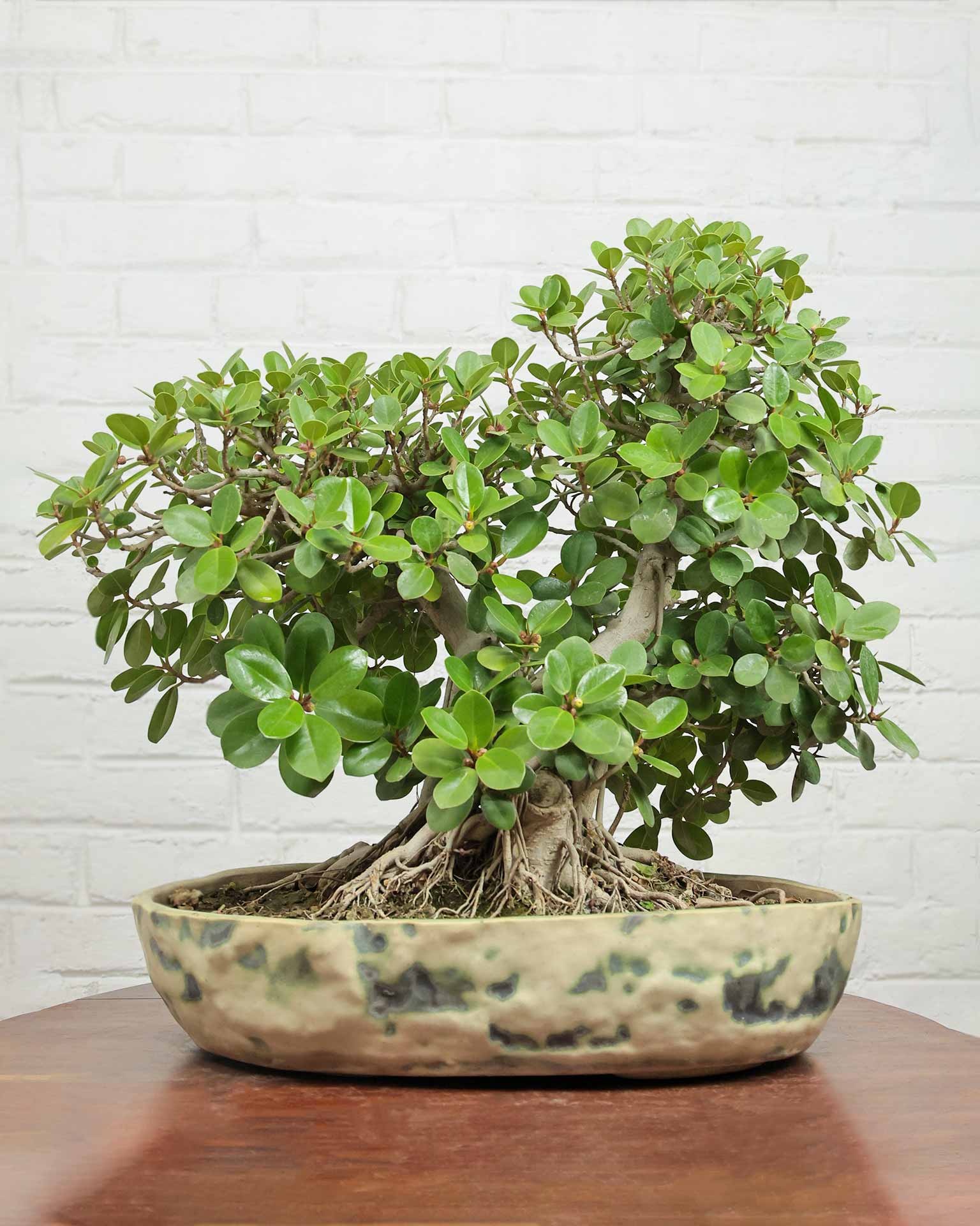 Ficus Microcarpa Bonsai