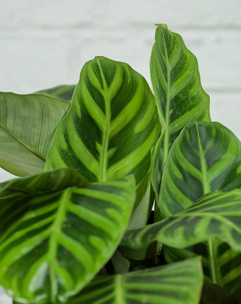 Calathea Zebrina