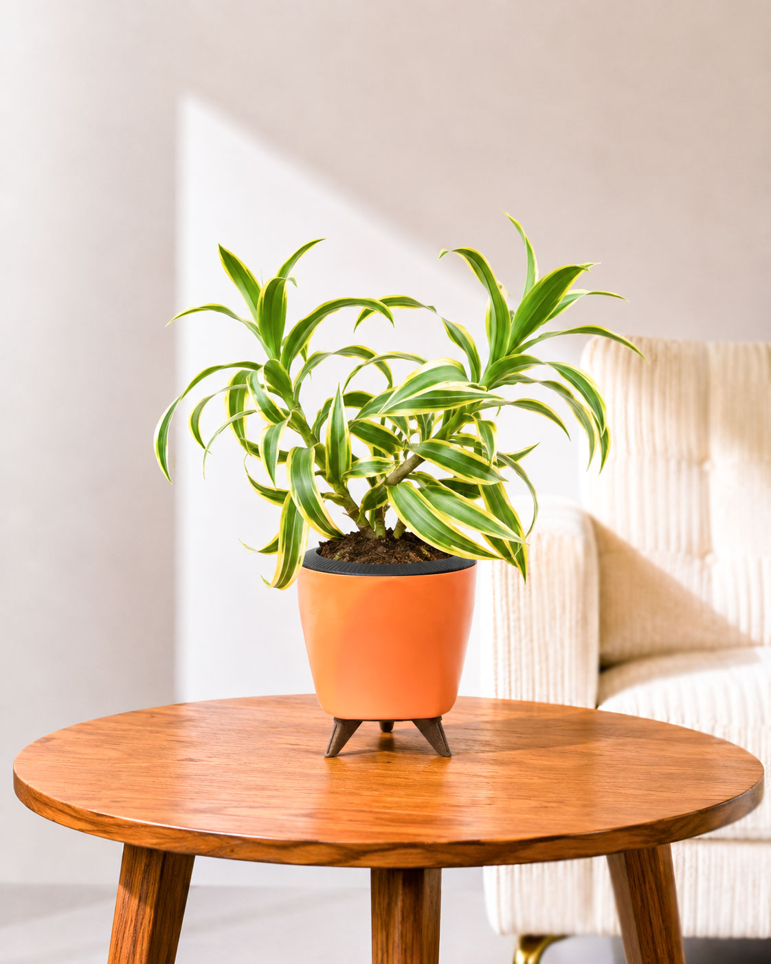 Song of India Plant