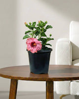 Hibiscus Plant