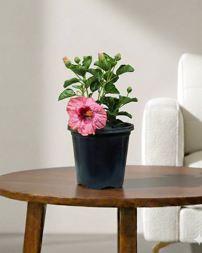 Hibiscus Plant