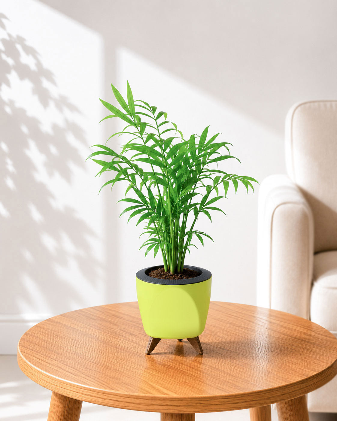 Chamaedorea Palm
