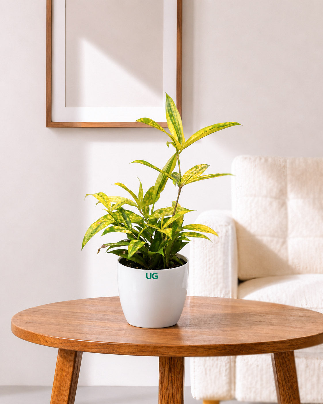 Dracaena Golden Milky