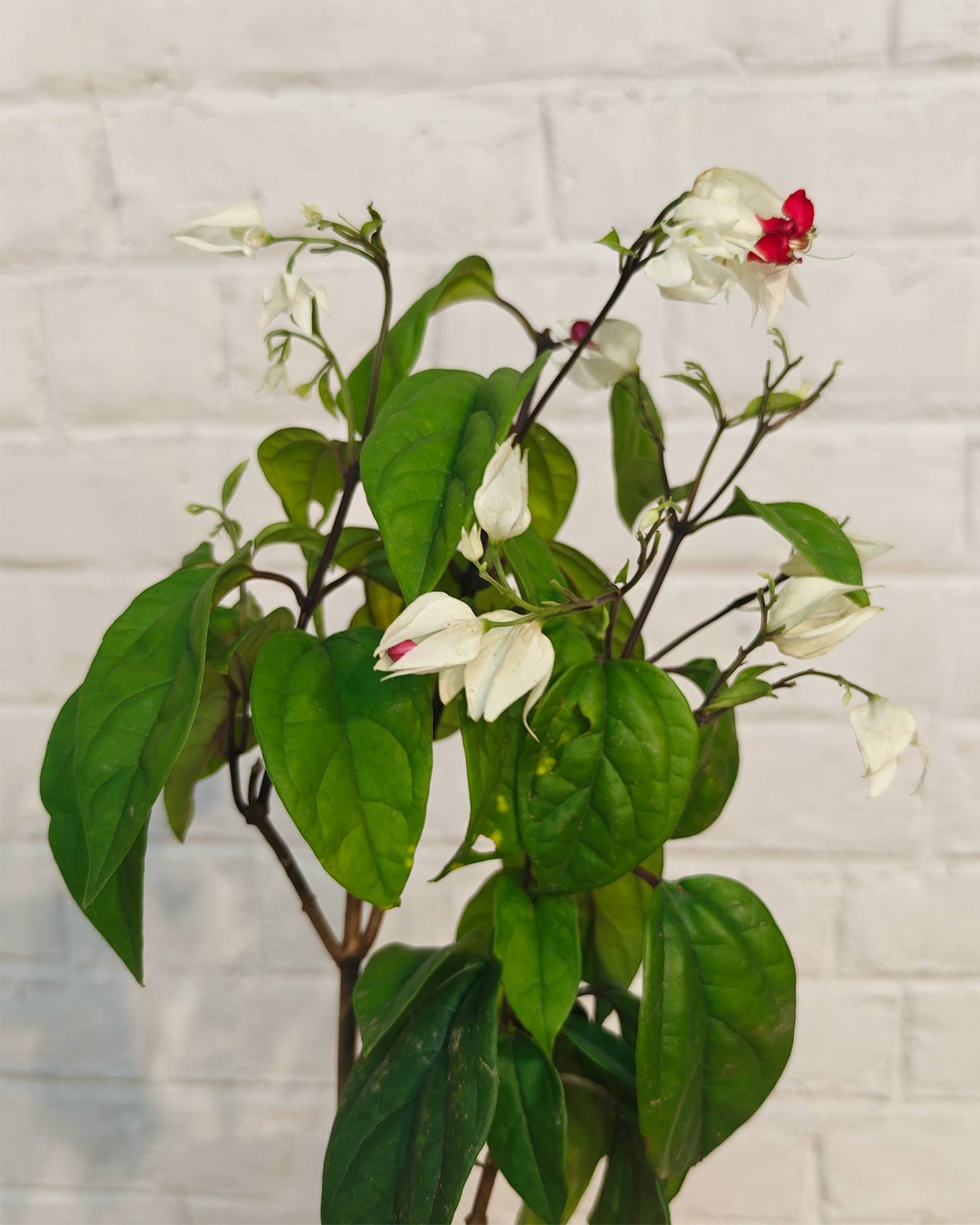 Bleeding Heart Vine Plant