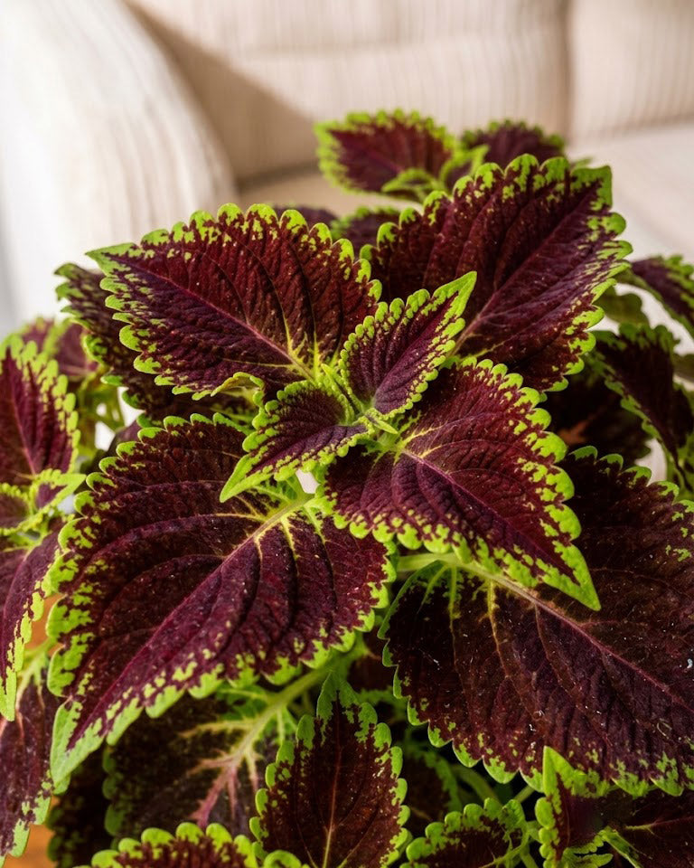 Coleus Horizon Plant