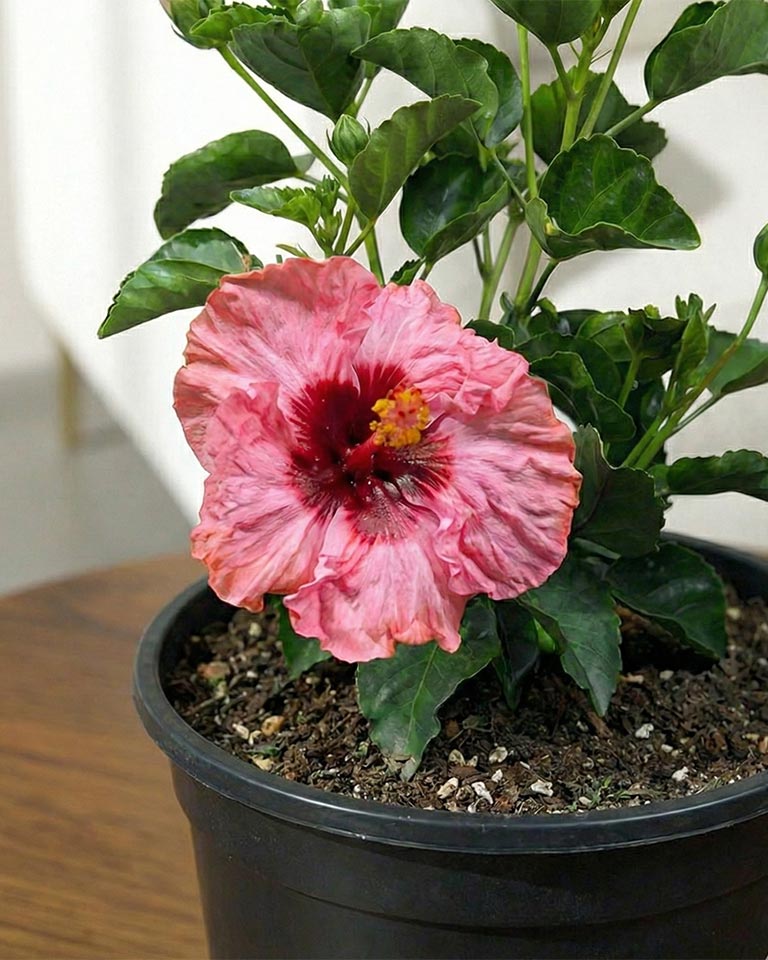 Hibiscus Plant