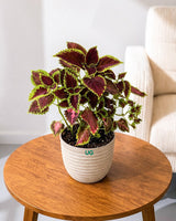 Coleus Horizon Plant