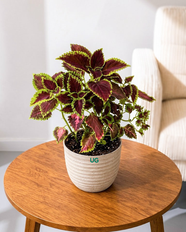 Coleus Horizon Plant