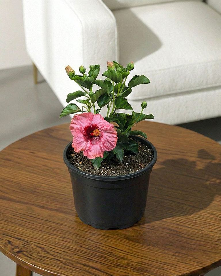 Hibiscus Plant