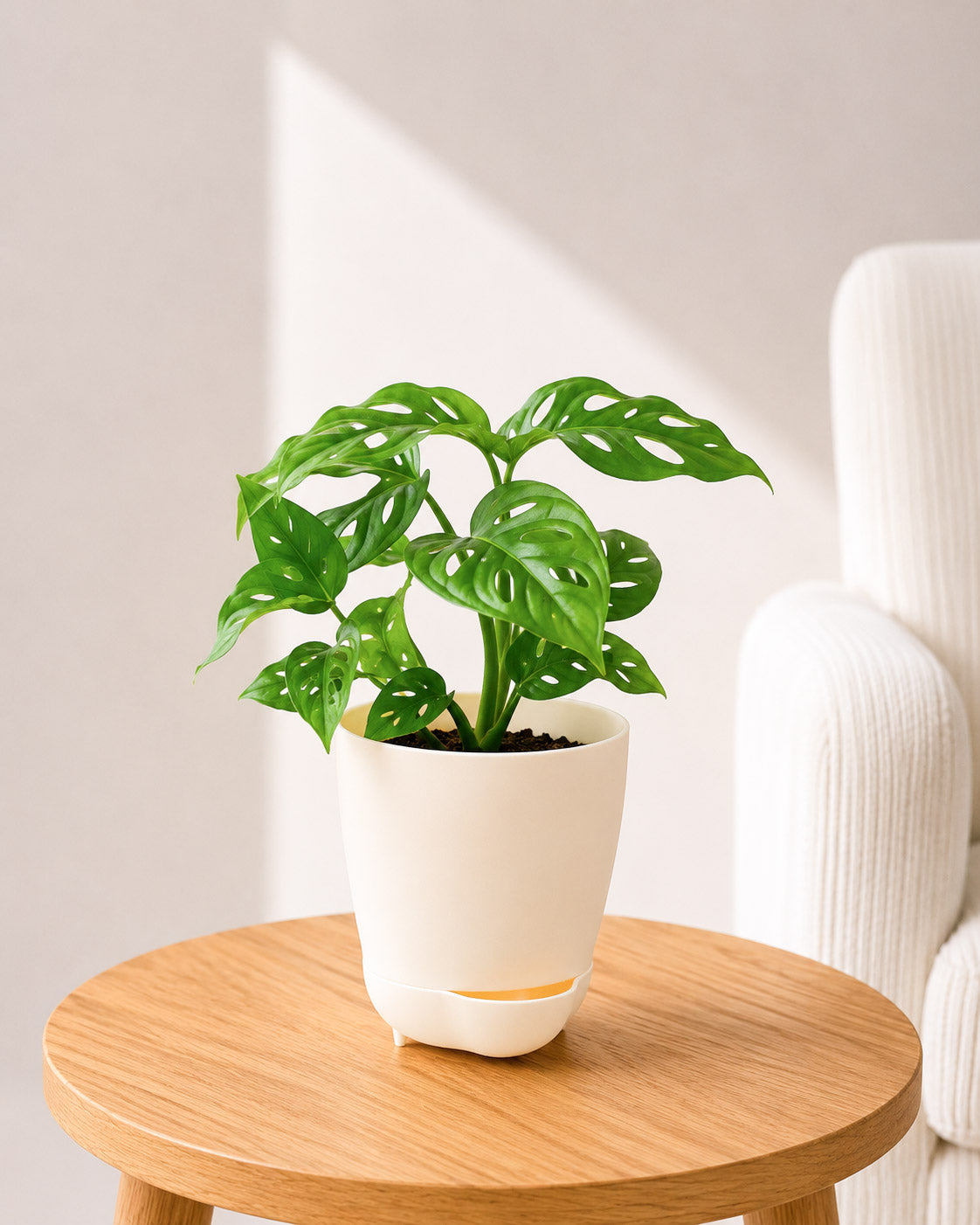 Philodendron Broken Heart In Self Watering Pot