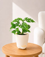 Philodendron Broken Heart In Self Watering Pot