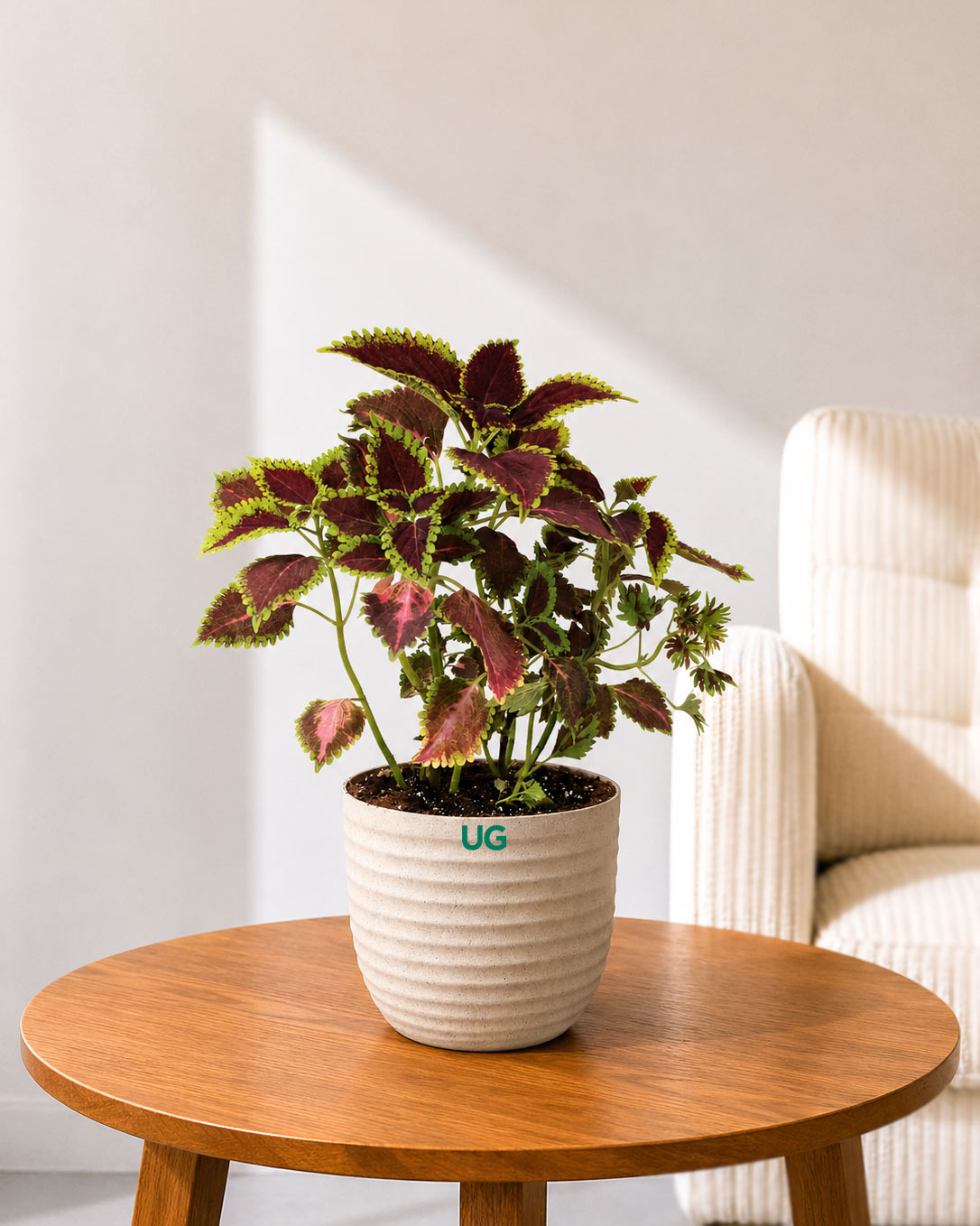 Coleus Horizon Plant