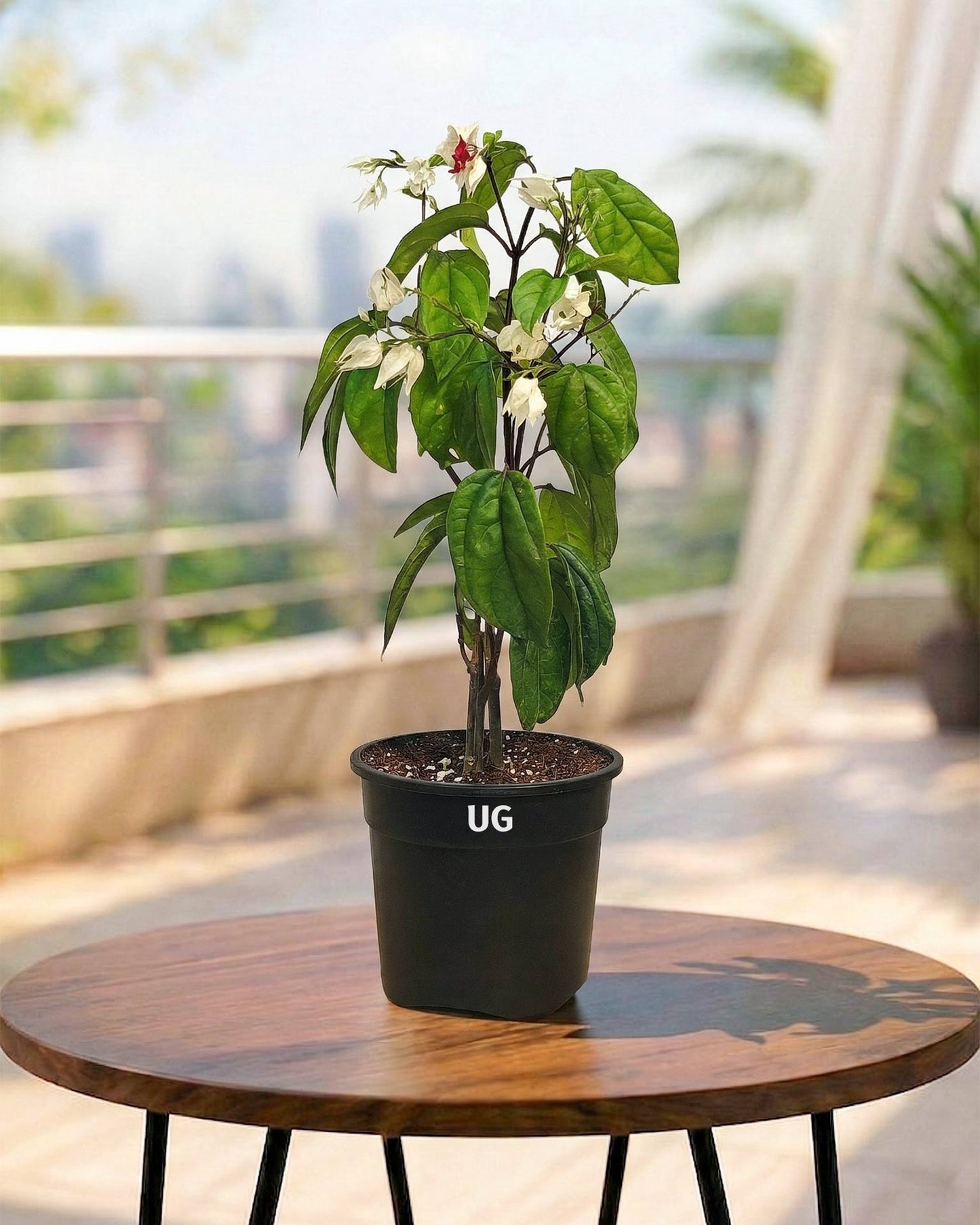 Bleeding Heart Vine Plant