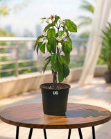 Bleeding Heart Vine Plant