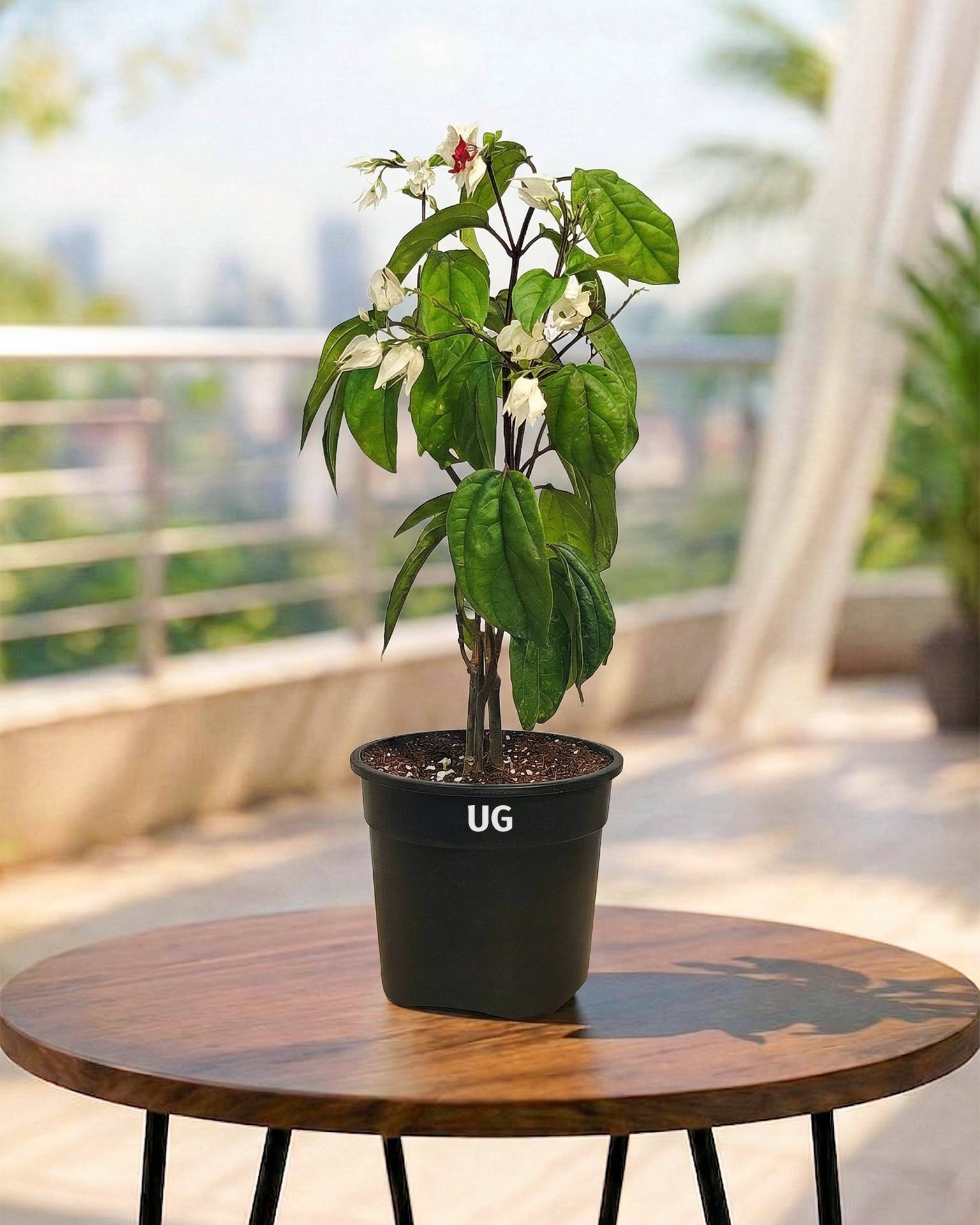 Bleeding Heart Vine Plant