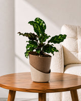 Calathea Peacock