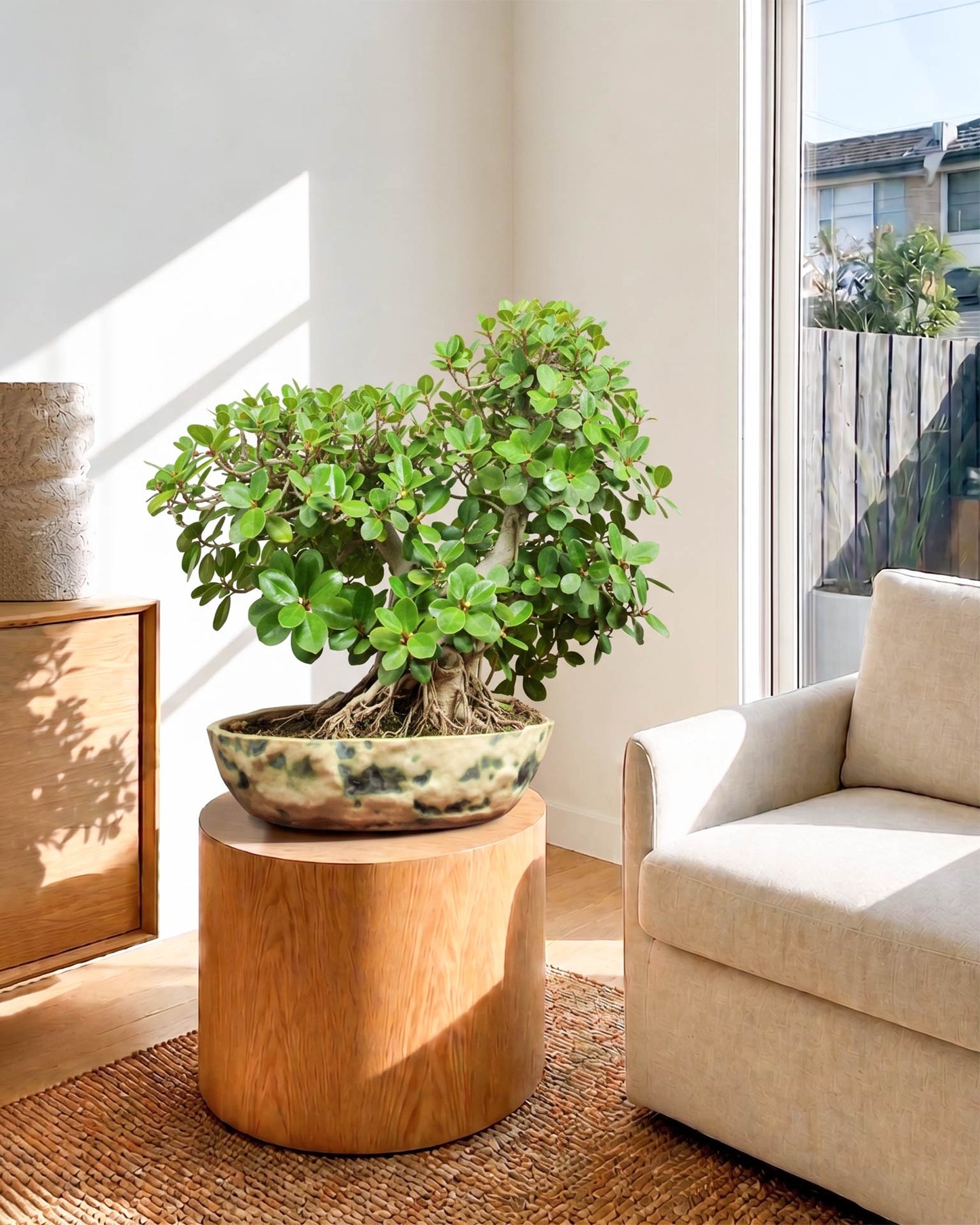 Ficus Microcarpa Bonsai