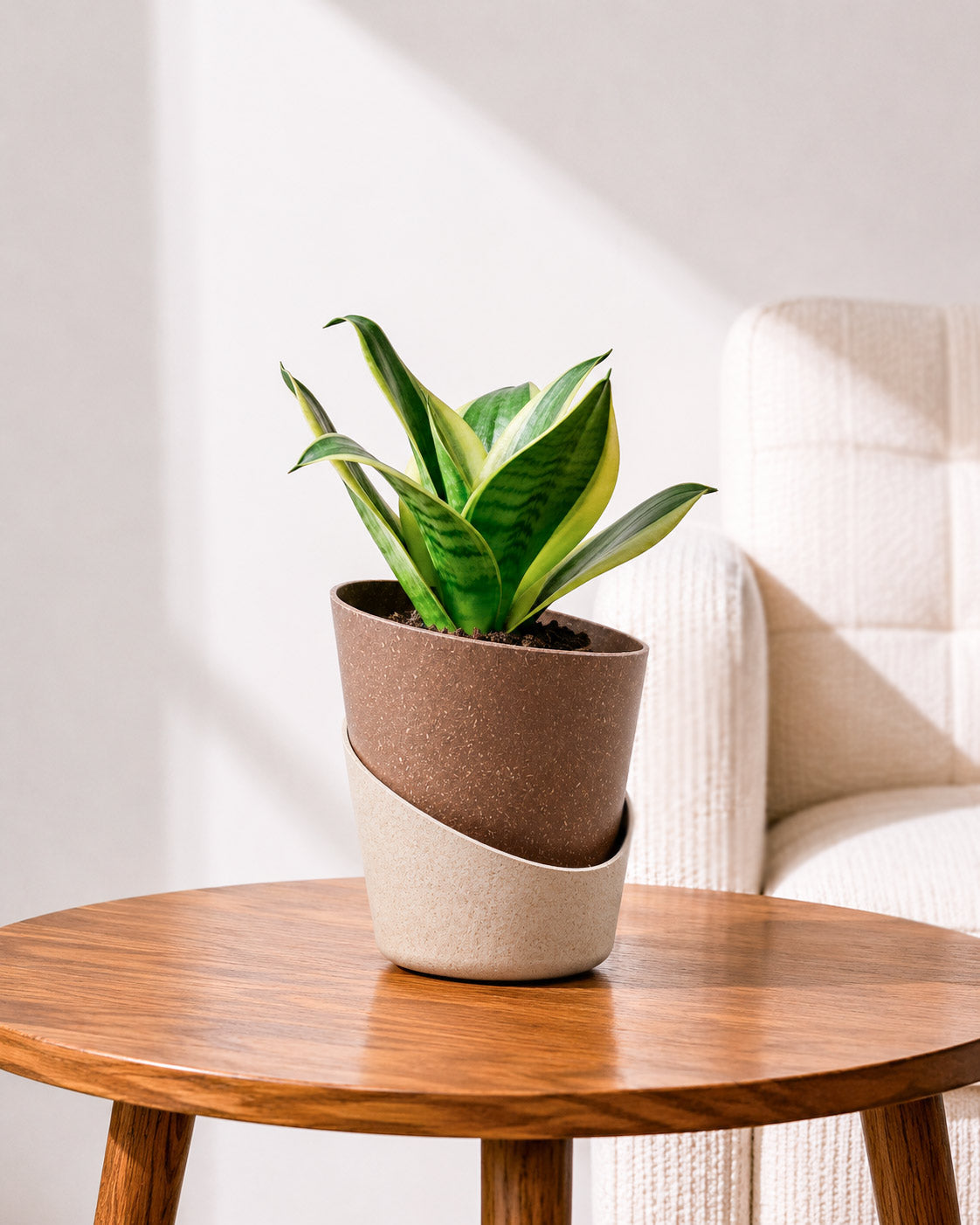 Golden Hahnii Snake Plant