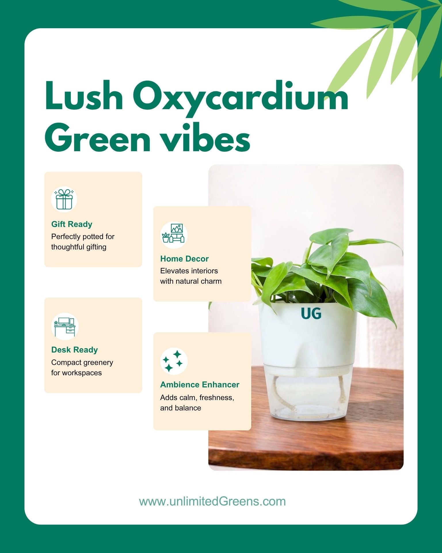 Oxycardium plant