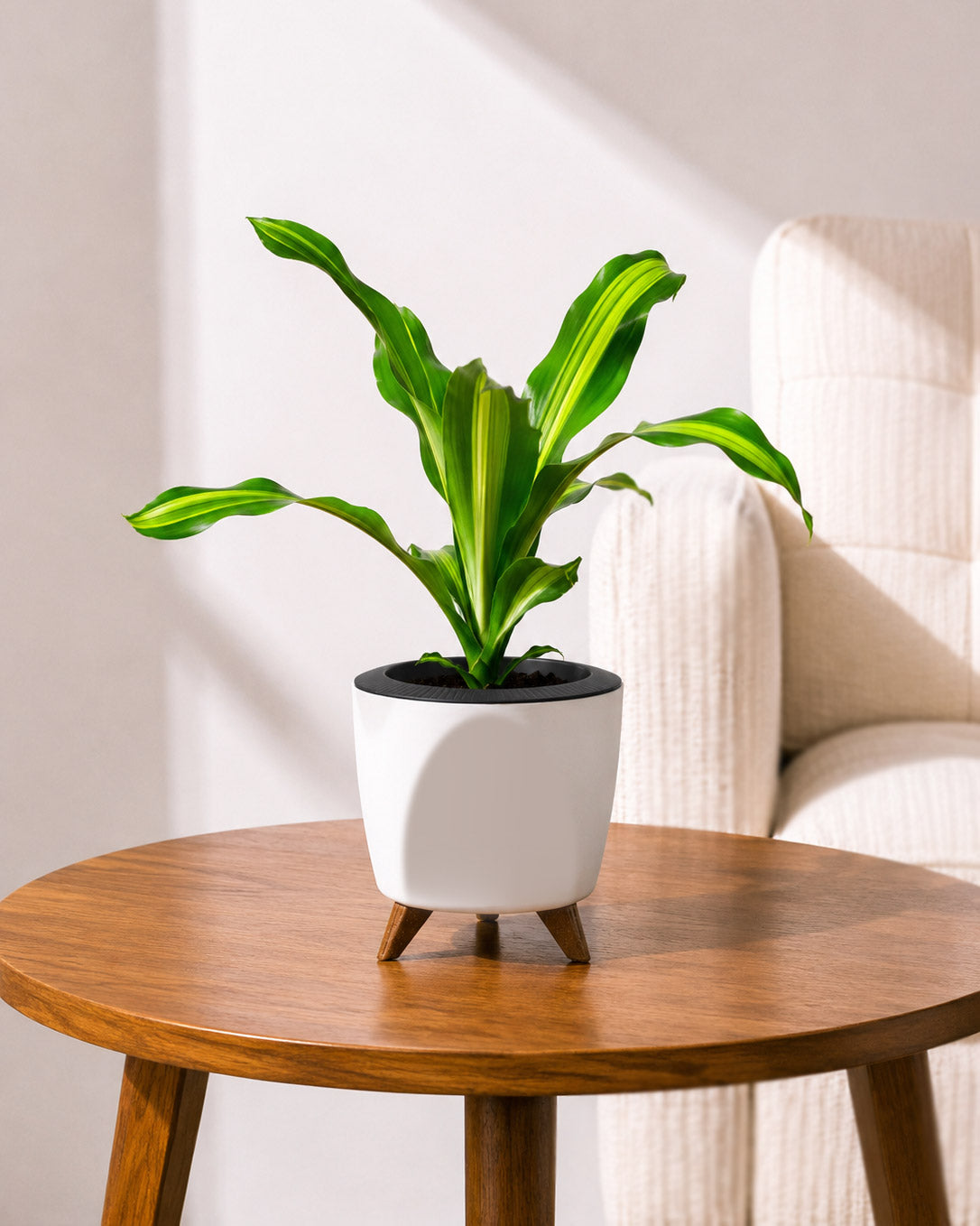 Dracaena Fragrans