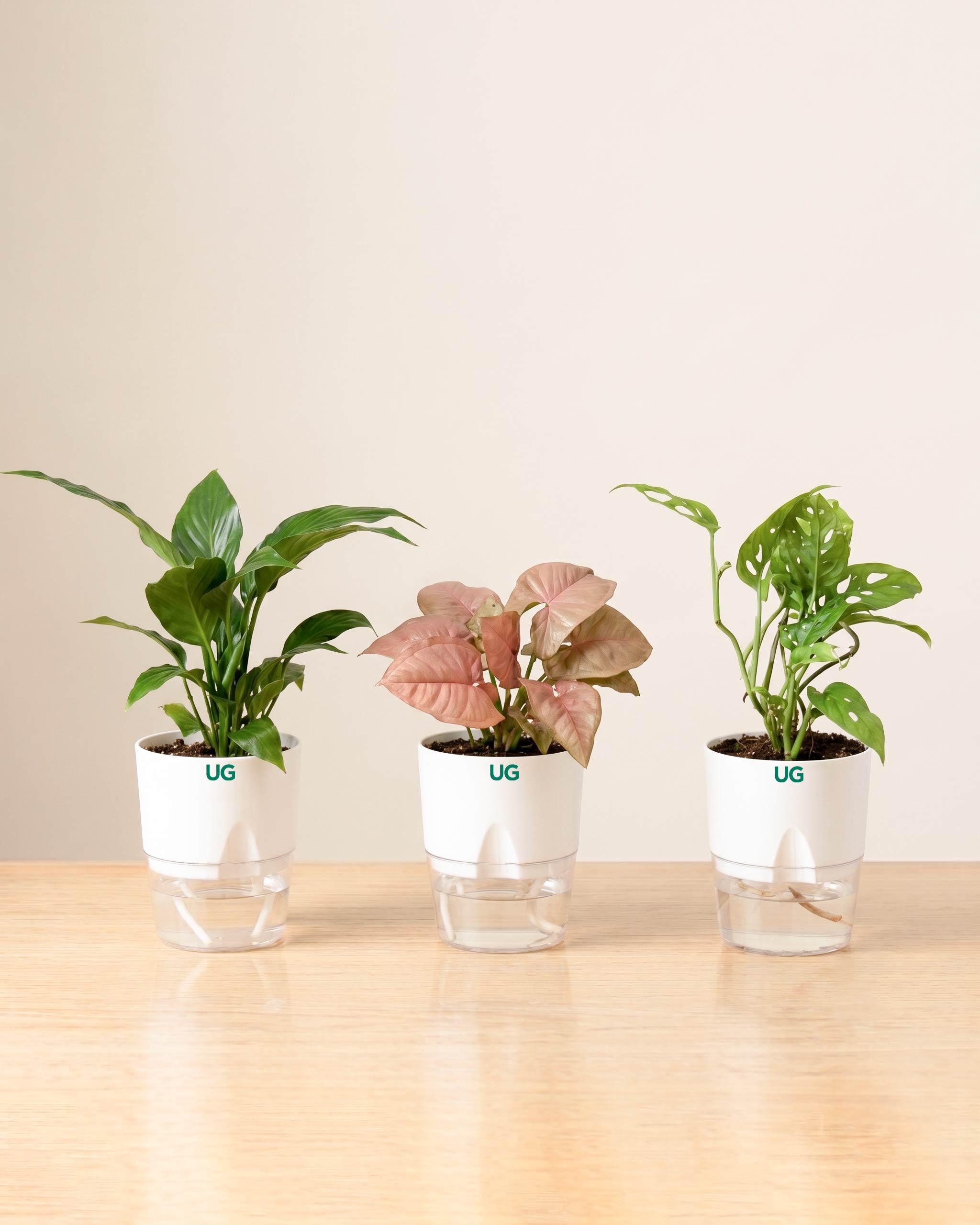 Syngonium Pink, Broken Heart, and Peace Lily Plant Combo