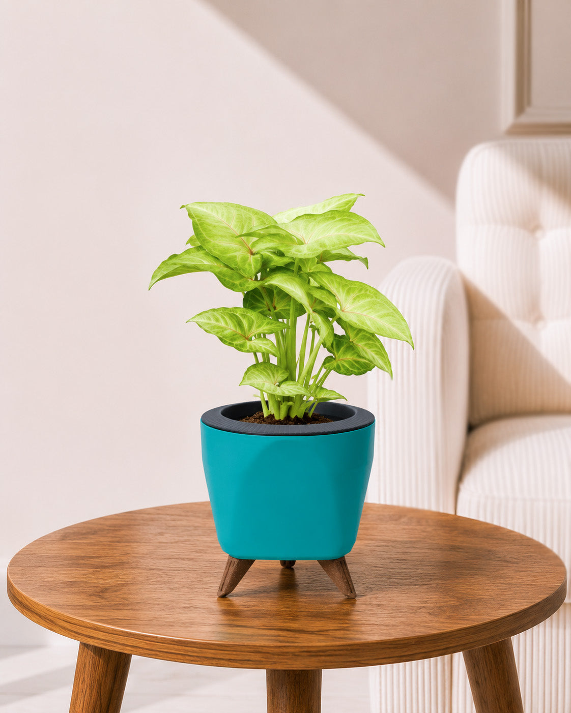 Syngonium Plant in Self-Watering Planter
