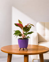 Aglaonema Lipstick