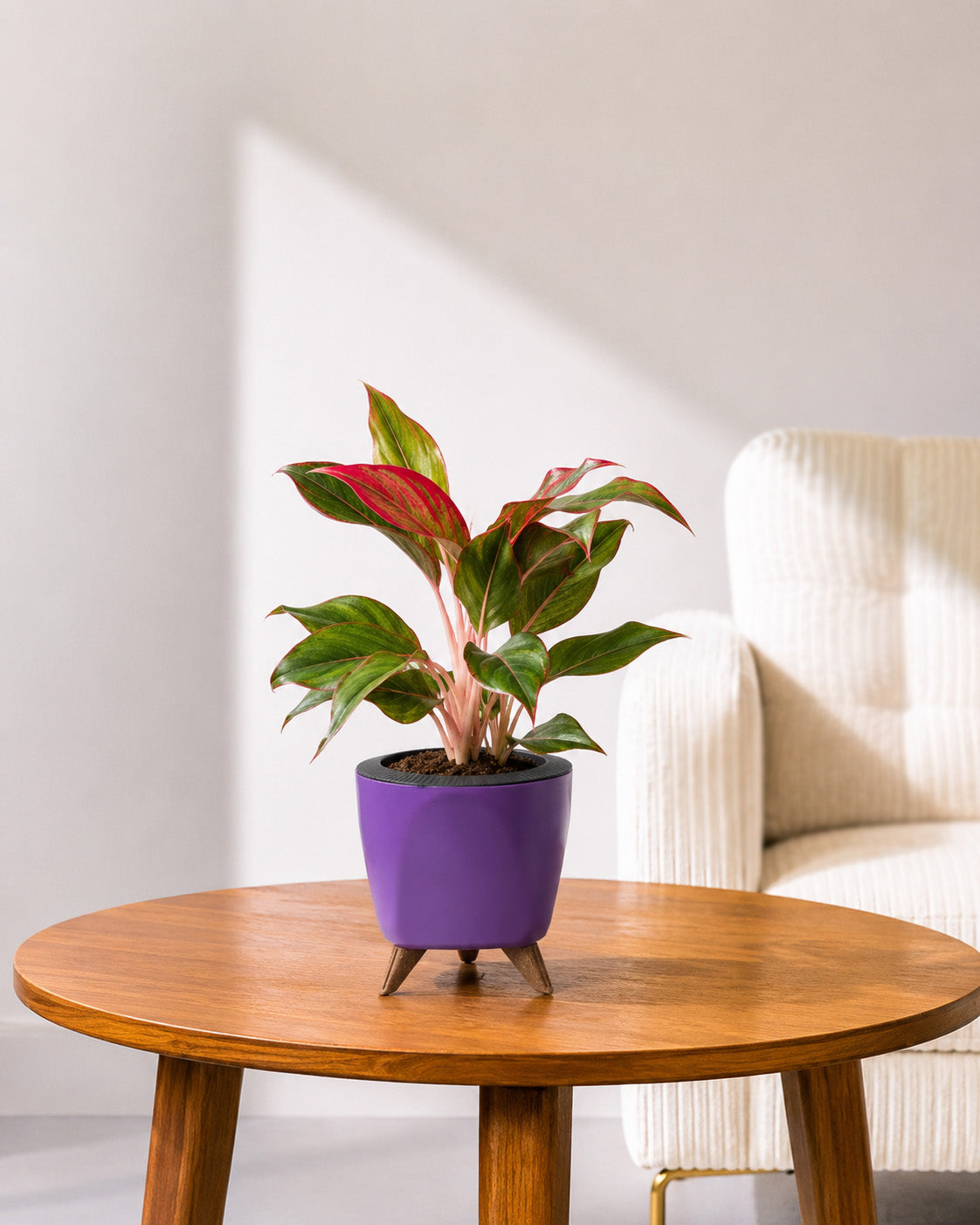 Aglaonema Lipstick