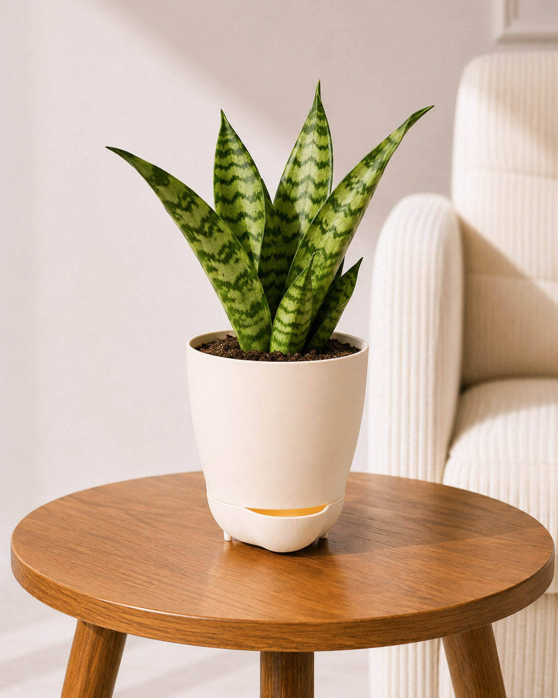 Snake Plant in Self-Watering Planter