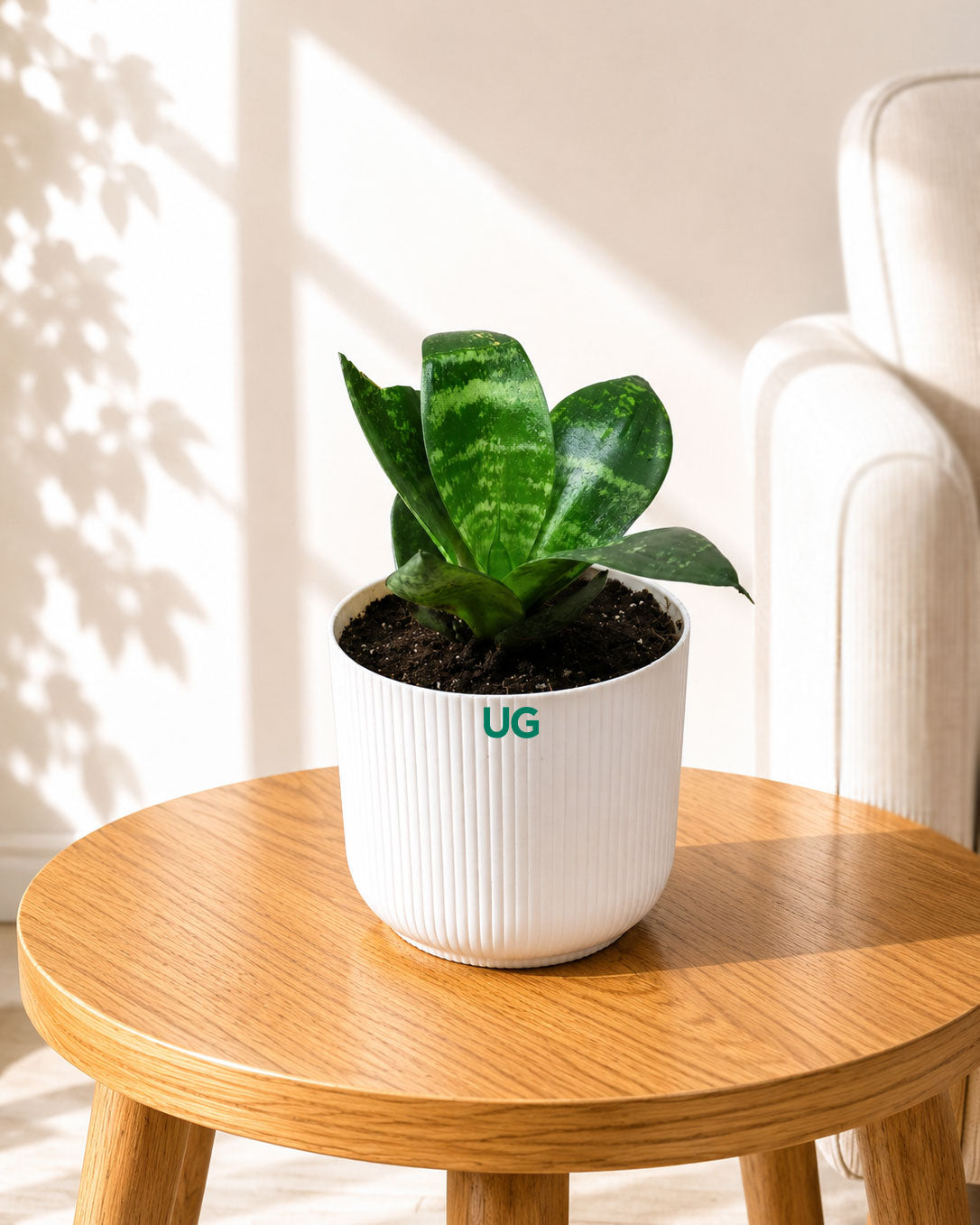 Sansevieria Snake Plant