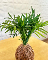 Chamaedorea (Chamaedorea elegans) Kokedama