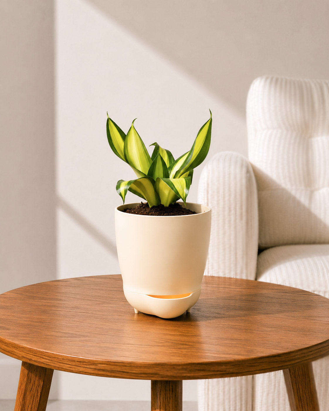 Twist Snake Plant in Self Watering Pot