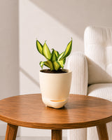 Twist Snake Plant in Self Watering Pot