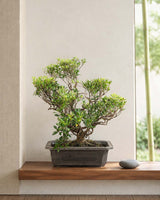 Ficus Tiger Bark Bonsai