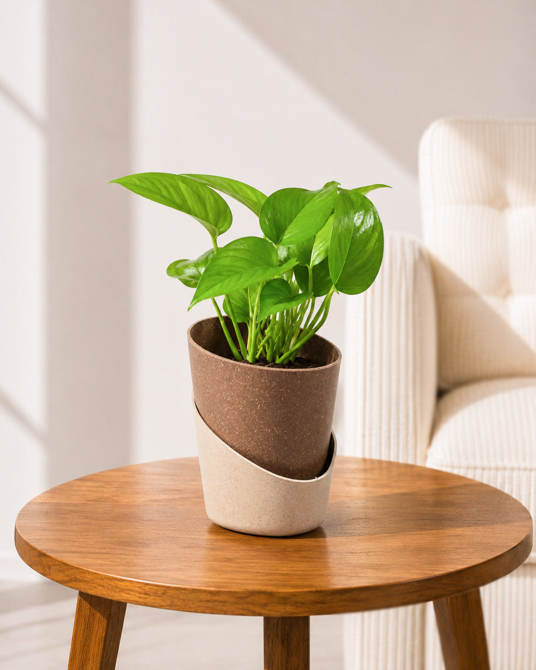 Money Plant Green in Self Watering Pot