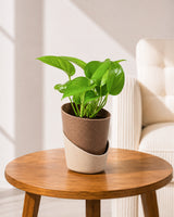 Money Plant Green in Self Watering Pot