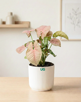 Jade Plant, Syngonium Pink, and Green Money Plant Combo