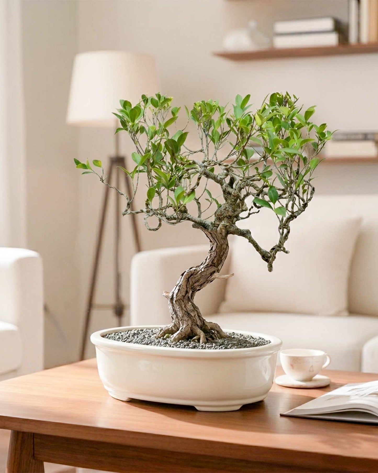 Ficus Nuda (15 Years Old)
