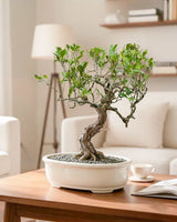 Ficus Nuda (15 Years Old)