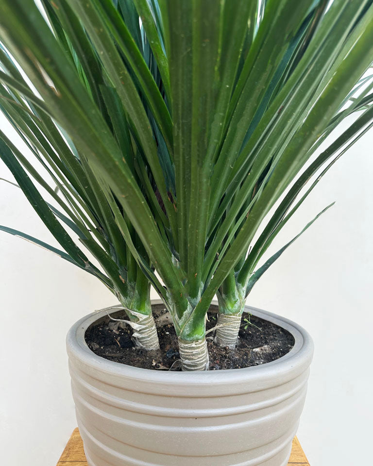 dracaena draco in pot Shop 3 In One Houseplant Dracaena Draco Plant Online India