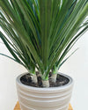 buy Dracaena Draco online at lowest price in India