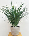 indoor plants online