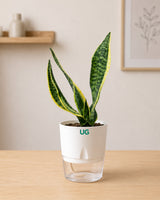 Golden Hahnii Snake Plant, Syngonium podophyllum, and Chamaedorea Plant Combo