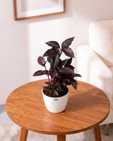 Earanthamum Black Plant