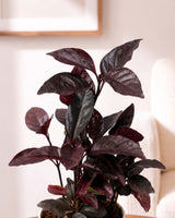 Earanthamum Black Plant