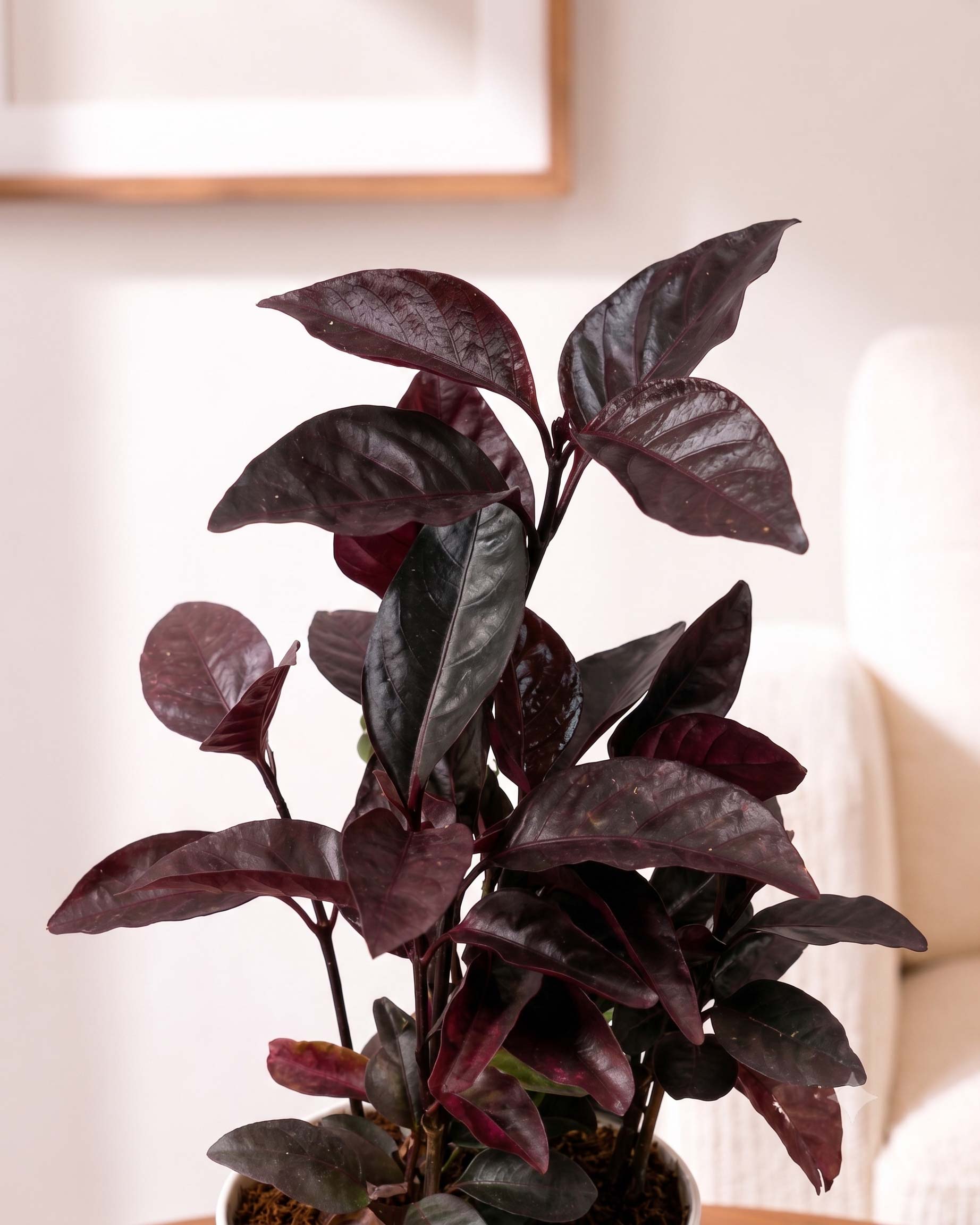 Earanthamum Black Plant