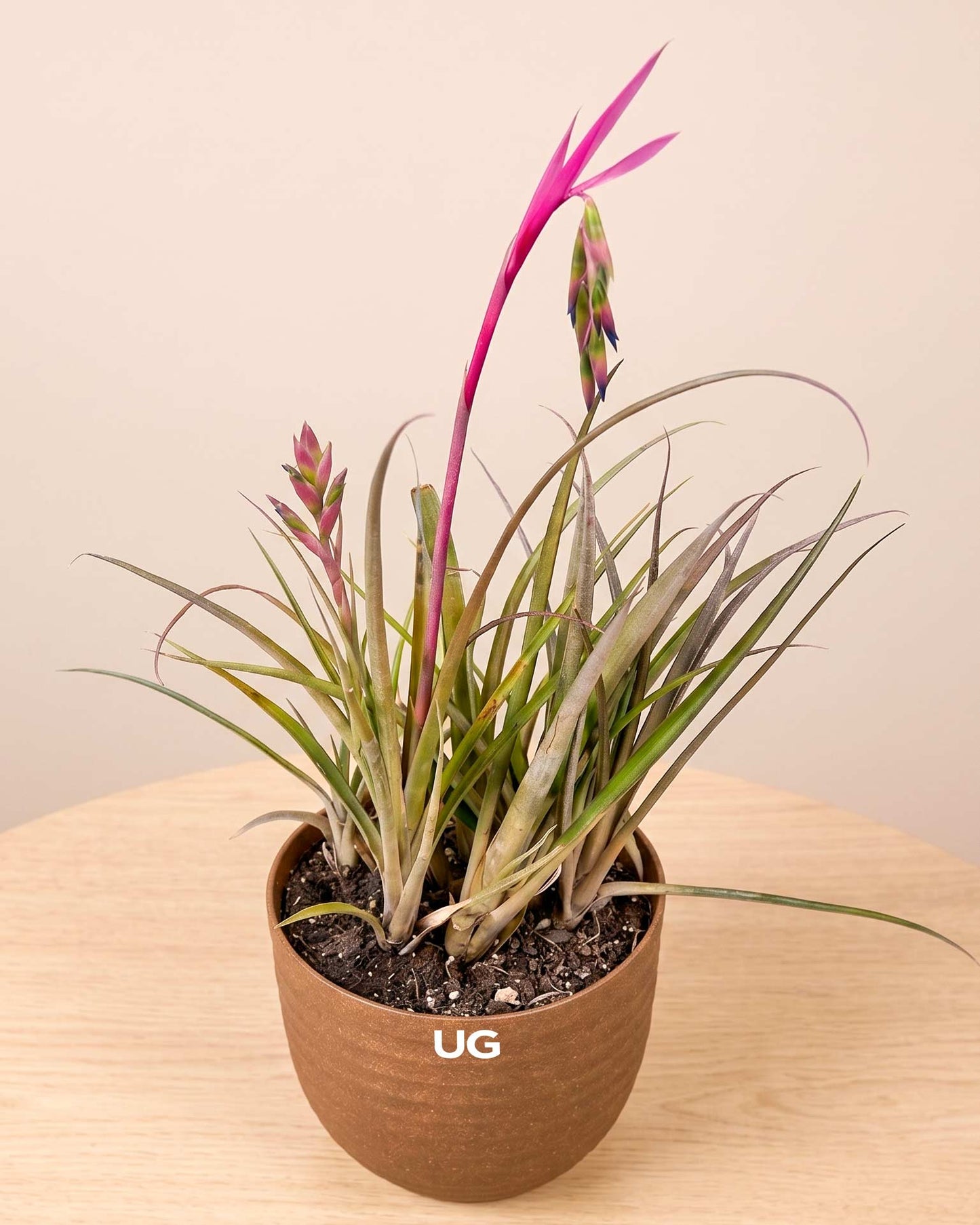 Queen’s Tear Plant in Eco Pot