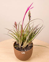 Queen’s Tear Plant in Eco Pot