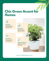 Aralia Variegated Plant